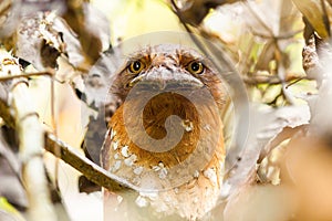 A femal Srilankan Frogmouth hiding in the vines