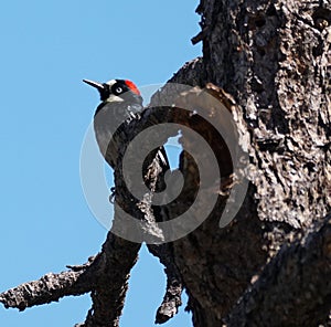 A Female Acorn Woodpecker on a Tree Branch