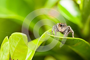 Female Adanson's House Jumper (Hasarius adansoni jumping spider)