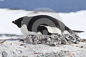 Female Adelie penguin incubate in the nest on the cliff