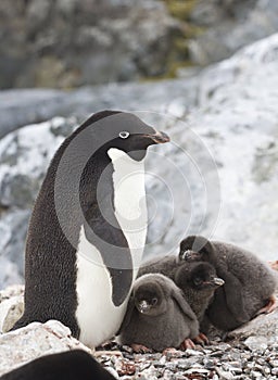 Female Adelie penguin and three chicks in the