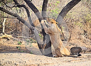 Female Adult Asiatic Lion - Lioness - Panthera Leo Leo - Climbing a Tree in Forest, Gir, India, Asia