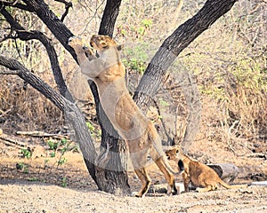 Female Adult Asiatic Lion - Lioness - Panthera Leo Leo - Climbing a Tree and its Cub Playing around - in Forest, Gir, India, Asia