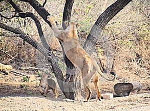 Female Adult Asiatic Lion - Lioness - Panthera Leo Leo - Climbing a Tree and its Cub Playing around - in Forest, Gir, India, Asia