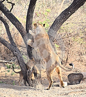 Female Adult Asiatic Lion - Lioness - Panthera Leo Leo - Climbing a Tree and its Cub Playing around - in Forest, Gir, India, Asia