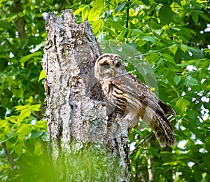 Female Adult Barred owl in old tree in Roswell Georgia.
