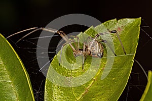 Female Adult Brown Widow Spider