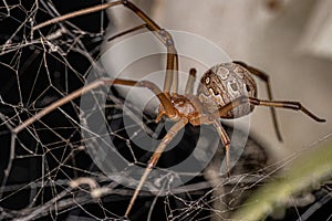 Female Adult Brown Widow Spider