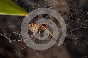 Female Adult Brown Widow Spider