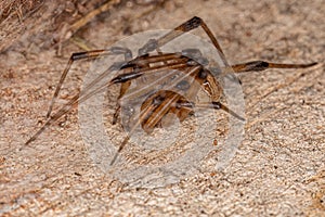 Female Adult Brown Widow Spider