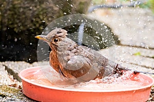 Female adult common blackbird, Turdus merula, bathing in water b