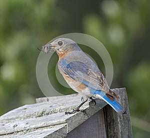 female adult eastern blue bird - Sialia sialis - perched on wooden fence with large female Hogna carolinensis, commonly known as