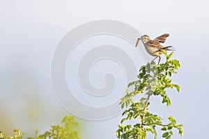 A female adult European stonechat perched in a tree with food for its young.