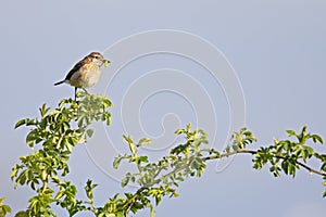 A female adult European stonechat perched in a tree with food for its young.