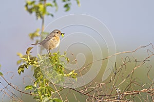 A female adult European stonechat perched in a tree with food for its young.