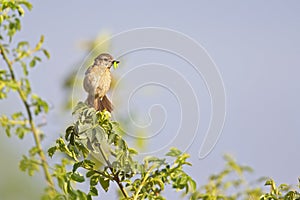 A female adult European stonechat perched in a tree with food for its young.