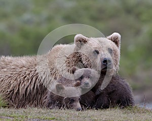 Female adult grizzly with cubs