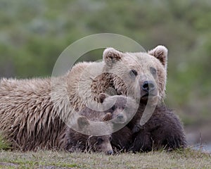 Female adult grizzly with cubs photo