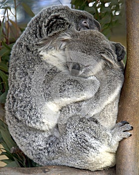 Female adult koala bear holding baby , australia