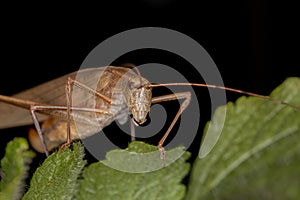 Female Adult Leaf Katydid