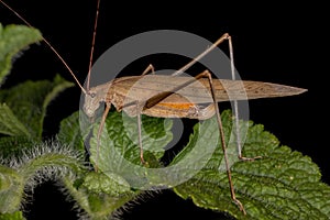 Female Adult Leaf Katydid