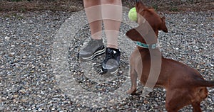 Female adult legs in shorts playing with her brown dachshund with a yellow ball
