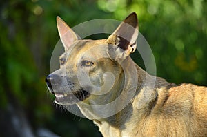 A female adult Shepherd Pit, a mix breed dog, a cross between a German Shepherd Dog and American Pit Bull Terrier