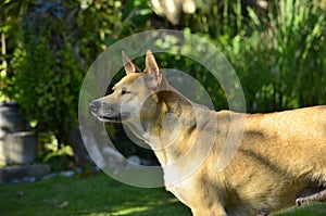 A female adult Shepherd Pit, a mix breed dog, a cross between a German Shepherd Dog and American Pit Bull Terrier