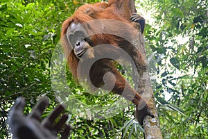 A female adult sumatran orangutan or Pongo abelii heading towards the open hands of a man