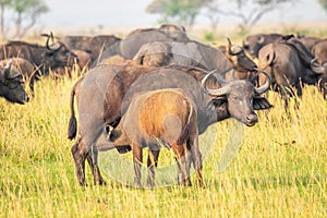 A female african buffalo or Cape buffalo Syncerus caffer nursing, Murchison Falls National Park, Uganda.