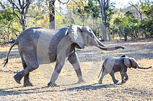 Female African bush elephant with baby in Kruger National Park, South Africa