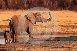 Female african bush elephant Loxodonta africana with baby elephant at a water source.Mother with cub in the evening sun