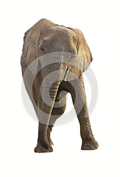 Female african elephant isolated photo