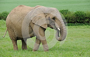 Female African Elephant grazing on lush green grass