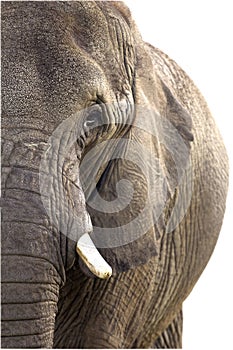 Female african elephant isolated tusk background photo