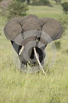 Female African Elephant with long tusk (Loxodonta africana) photo