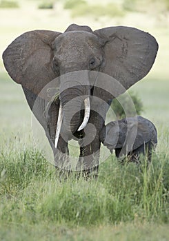 Female African Elephant with long tusk (Loxodonta africana) with photo