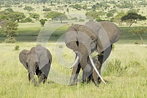 Female African Elephant with long tusk (Loxodonta africana) with photo