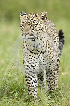 Female African Leopard (Panthera pardus) Serengeti, Tanzania