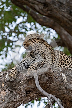 Female African leopard resting on top of a tree.
