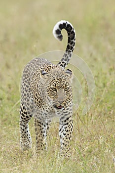 Female African Leopard walking, Tanzania