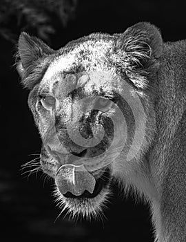 Female African Lion