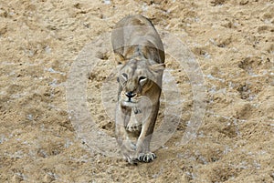 Female african lion