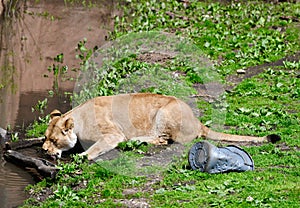 Female African Lion Drinking Water