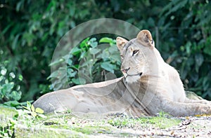 Female African Lion or lioness Panthera leo resting on top of a grass