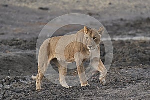 Female African Lion in Namibia