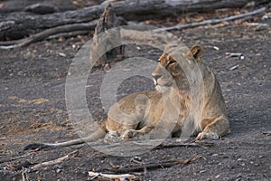 Female African Lion in Namibia