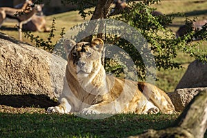 female African lion, Panthera leo bleyenberghi, feline