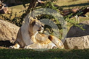 female African lion, Panthera leo bleyenberghi, feline