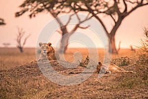 Female African Lion (Panthera leo) on top of a hill in Tanzania's Savannah at sunset - Serengeti National Park, Safari in Tanzani